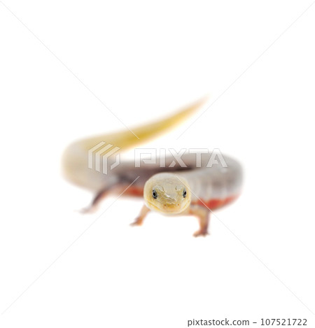 The Brazilian galliwasp on white The Brazilian galliwasp on white 107521722