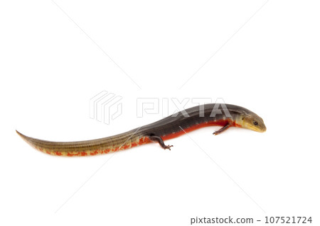 The Brazilian galliwasp on white 107521724