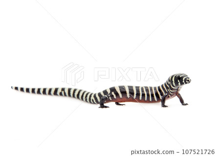 The Brazilian galliwasp on white 107521726