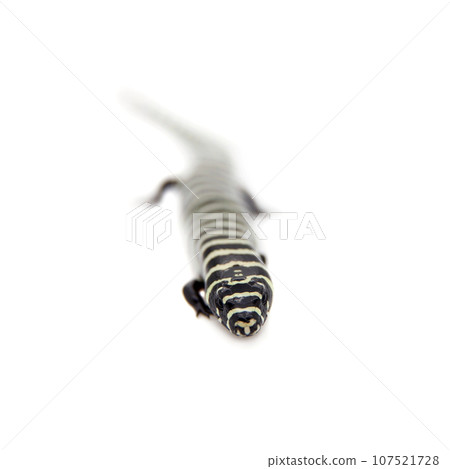 The Brazilian galliwasp on white The Brazilian galliwasp on white 107521728