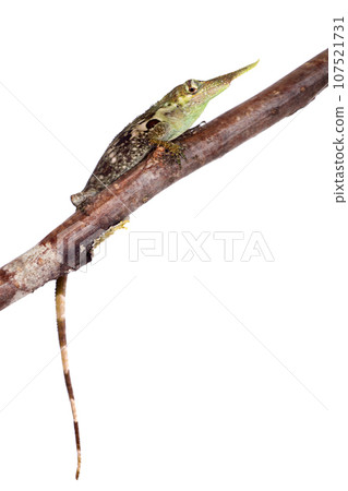 Pinocchio lizard on white Pinocchio lizard on white 107521731