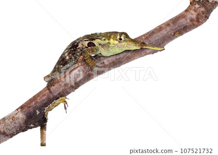 Pinocchio lizard on white Pinocchio lizard on white 107521732