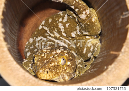 The New Caledonian giant gecko The New Caledonian giant gecko 107521733