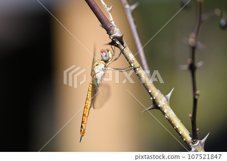 薄翅蜻蜓（薄翅黃蜻蜓） 107521847