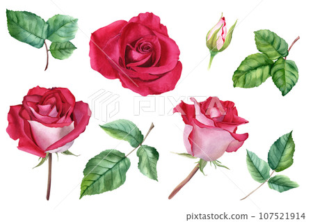 A set of flower Rose blooms, buds and leaves. Watercolor illustration isolated on white. For clip art cards invitation A set of flower Rose blooms, buds and leaves. Watercolor illustration isolated on white. For clip art cards invitation 107521914
