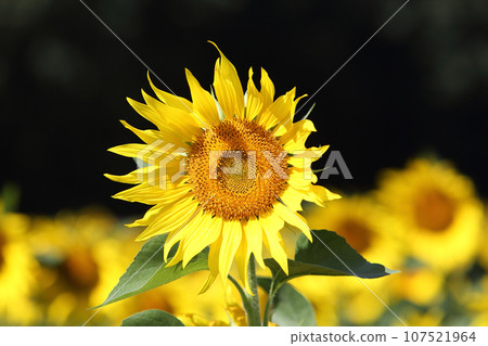 sunflower sunflower 107521964
