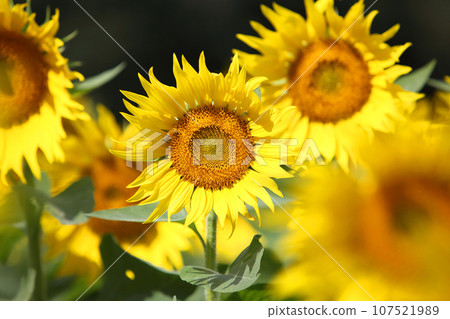 sunflower	 107521989