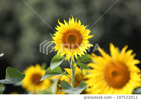 sunflower	 107522011