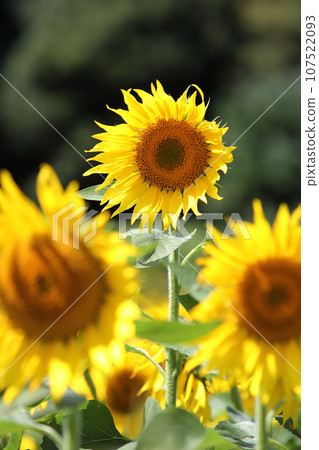 sunflower sunflower 107522093