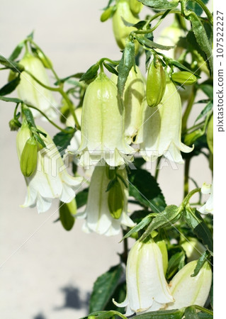 Firefly brush 107522227