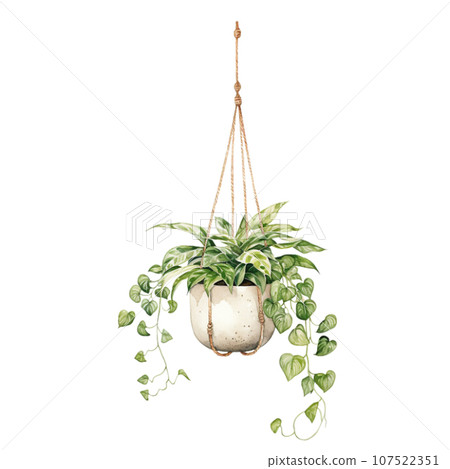 japanische stechpalme caroline upright Ilex crenata 'Caroline Upright' / Japanische Stechpalme