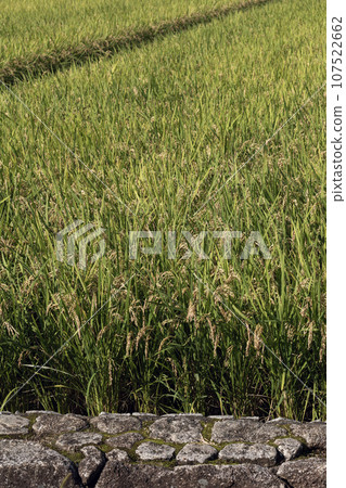 水果稻植物 107522662