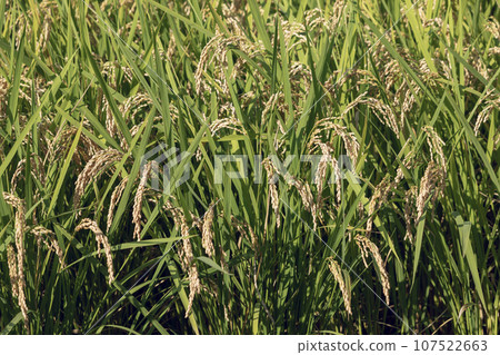 水果稻植物 107522663