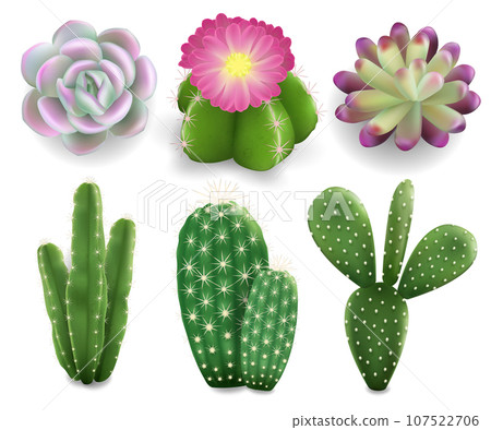 Cactus and succulent plants set, vector isolated illustration Cactus and succulent plants set, vector isolated illustration 107522706