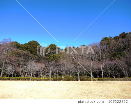 Winter 21st century forest and square landscape with dead trees Winter 21st century forest and square landscape with dead trees 107522852