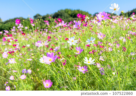 Cosmos blooming hill 107522860