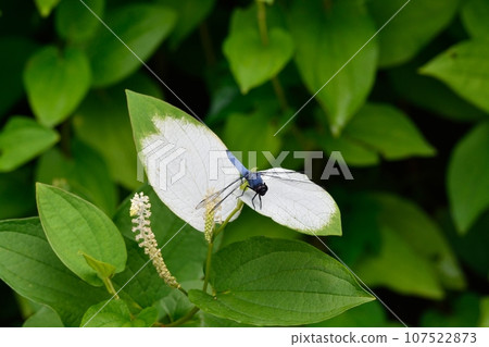 蜻蜓和 Hangesho 花 蜻蜓和 Hangesho 花 107522873