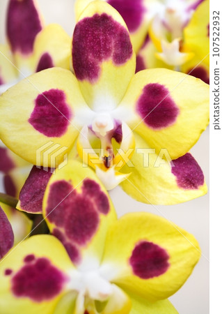 Phalaenopsis orchid Phalaenopsis orchid 107522932