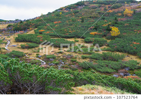 Autumn foliage scenery at Kumonodaira in the Northern Alps Autumn foliage scenery at Kumonodaira in the Northern Alps 107523764