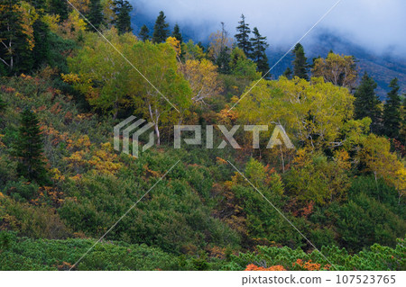 Autumn foliage scenery at Kumonodaira in the Northern Alps Autumn foliage scenery at Kumonodaira in the Northern Alps 107523765