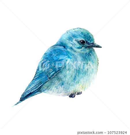 Watercolor illustration of bluebird hand-drawn on white background. Realistic animal picture of bird for icon logo design postcards banner textile printing. You can see all feathers on wings and chest Watercolor illustration of bluebird hand-drawn on white background. Realistic animal picture of bird for icon logo design postcards banner textile printing. You can see all feathers on wings and chest 107523924