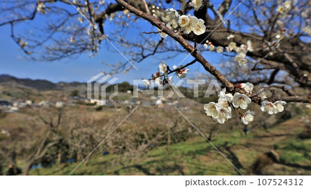 梅花/南部梅林公園(和歌山縣日高郡南部町) 梅花/南部梅林公園(和歌山縣日高郡南部町) 107524312