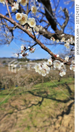 梅花/南部梅林公園(和歌山縣日高郡南部町) 梅花/南部梅林公園(和歌山縣日高郡南部町) 107524357