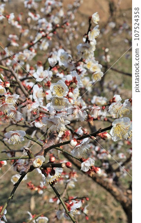 梅花/南部梅林公園（和歌山縣日高郡南部町） 107524358
