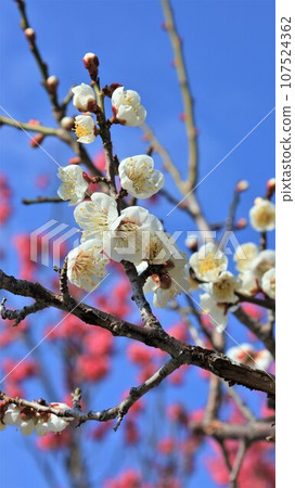 Plum Blossoms/Nanbu Bairin Park (Minabe Town, Hidaka District, Wakayama Prefecture) 107524362