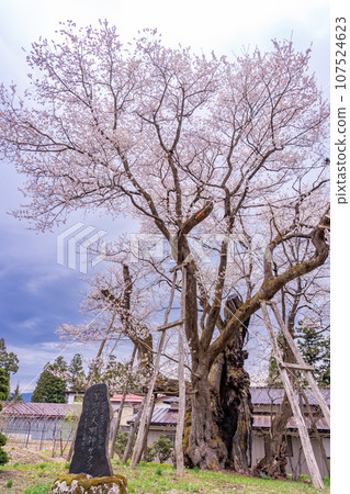Kusaoka Daimyojin cherry tree, one of the largest in Japan, located in the Okitama Sakura Corridor in Nagai City, Yamagata Prefecture Kusaoka Daimyojin cherry tree, one of the largest in Japan, located in the Okitama Sakura Corridor in Nagai City, Yamagata Prefecture 107524623