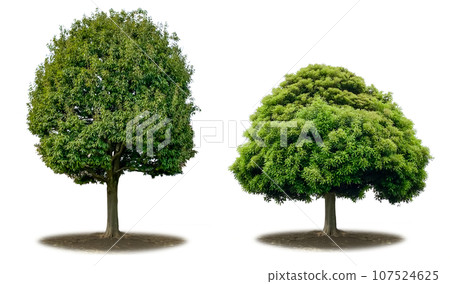Two types of tree cutouts (transparent background) Two types of tree cutouts (transparent background) 107524625