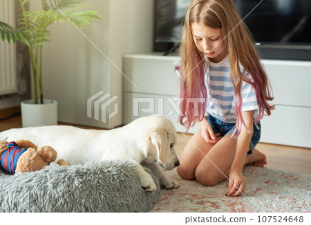 Little girl playing with a golden retriever puppy at home. 107524648