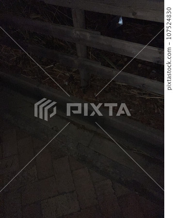 Night view fence sidewalk Odaiba 107524830