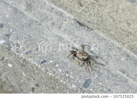 A sea crab found on land near the coast A sea crab found on land near the coast 107525025