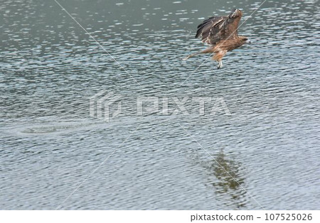 A black kite fishing for fish in the pond A black kite fishing for fish in the pond 107525026