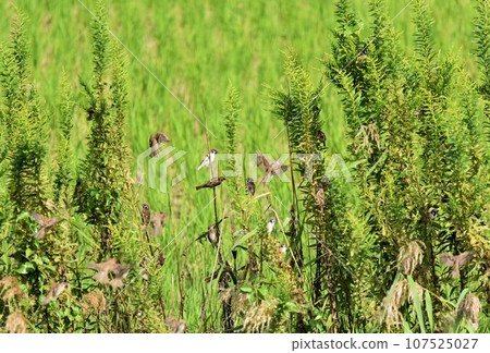 a flock of sparrows a flock of sparrows 107525027