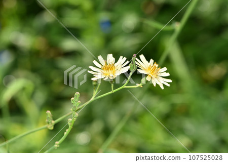 Aquinonogi flowers Aquinonogi flowers 107525028