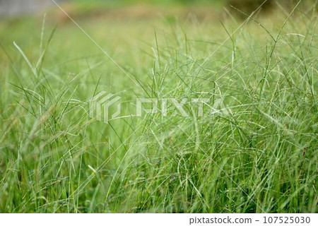 馬唐叢 馬唐叢 107525030