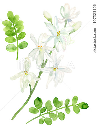 辣木花和葉水彩插圖 辣木花和葉水彩插圖 107525106