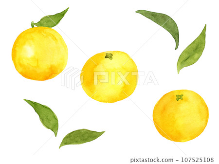 Watercolor illustration of hassaku and leaves 107525108