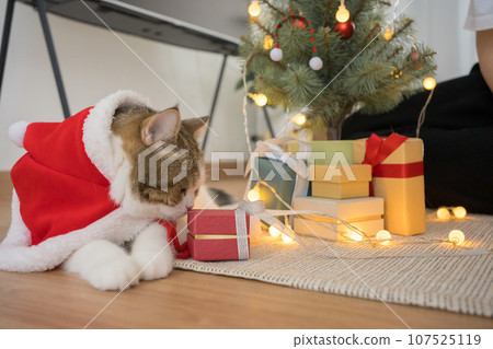 asian woman play with her scottish cat during derorate christmas and new year in living room asian woman play with her scottish cat during derorate christmas and new year in living room 107525119