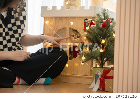 asian woman play with her british cat during derorate christmas and new year in living room asian woman play with her british cat during derorate christmas and new year in living room 107525120