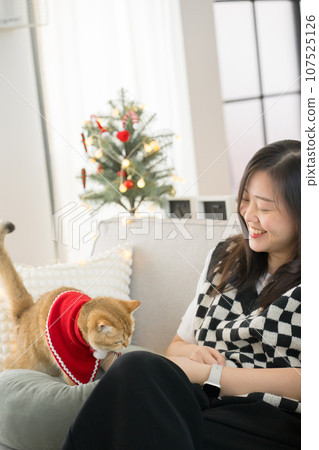 asian woman play with her british cat during derorate christmas and new year in living room asian woman play with her british cat during derorate christmas and new year in living room 107525126
