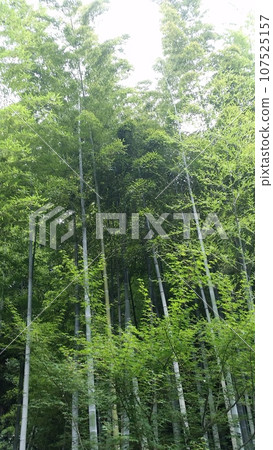 Bamboo forest in Kamakura! Bamboo forest in Kamakura! 107525157