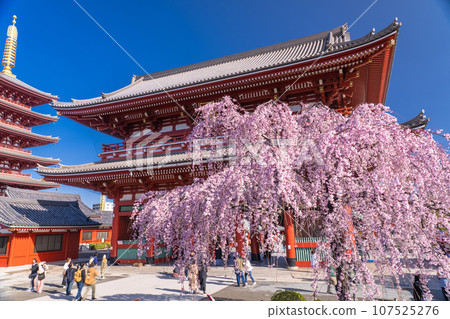 << Tokyo >> Asakusa in spring / Senso-ji Temple with weeping cherry blossoms in full bloom 107525276
