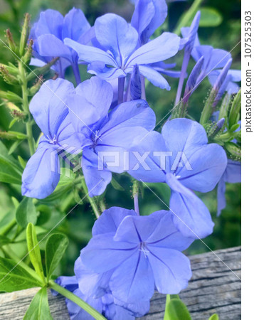 藍色的花 107525303