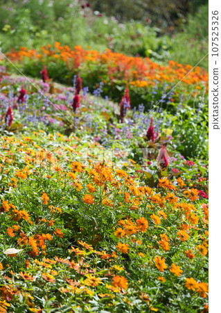 Autumn flowers at Yokohama Satoyama Garden Autumn flowers at Yokohama Satoyama Garden 107525326