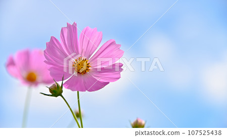 Cosmos shining in the blue sky 107525438