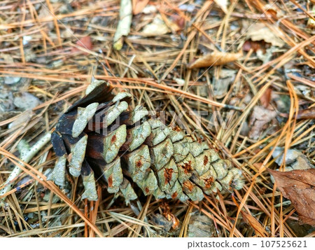 秋天森林裡的松果 107525621