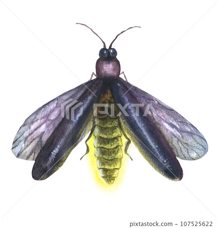 Watercolor vintage illustration with firefly isolated on white background. Vintage clip art element for design cards, posters, stickers 107525622